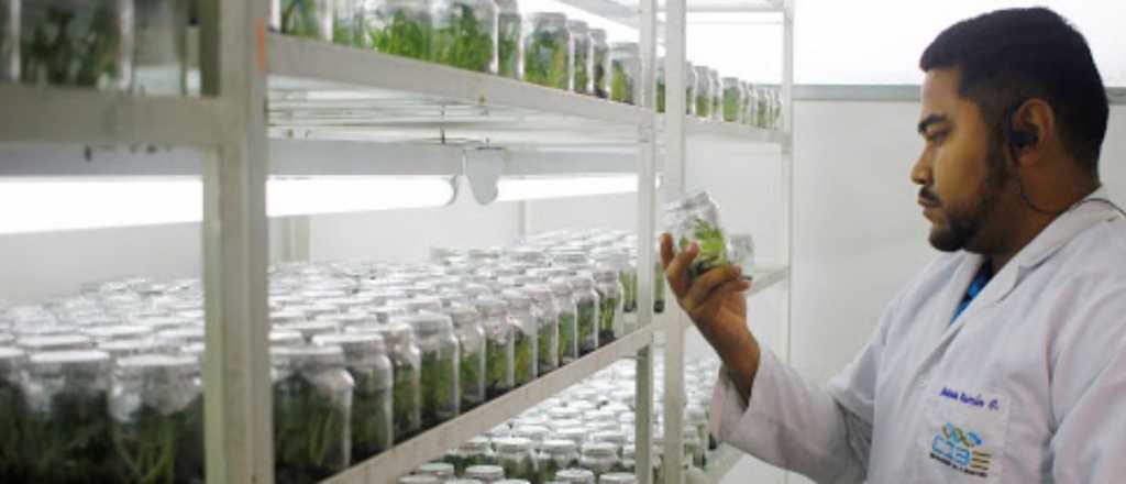 Por temor al cambio climático, Mendoza creó un banco de semillas nativas