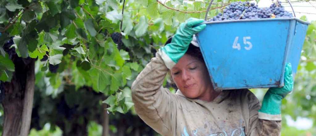 Subirán el precio del quintal de uvas para mosto