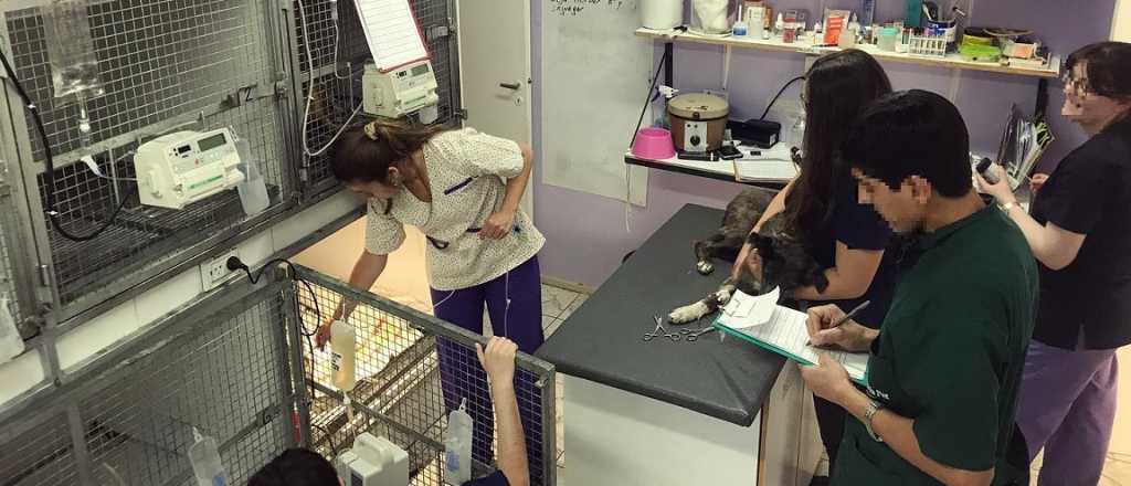 Robaron en una veterinaria de Guaymall&eacute;n con un perro en brazos 