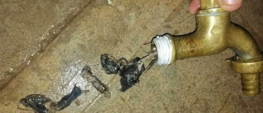 Una mujer denunci&oacute; que sali&oacute; sangre de la canilla de su casa en Tupungato