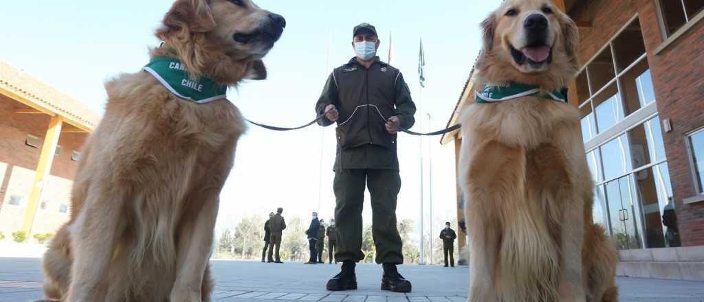Chile ya tiene 4 perros detectores de personas con coronavirus