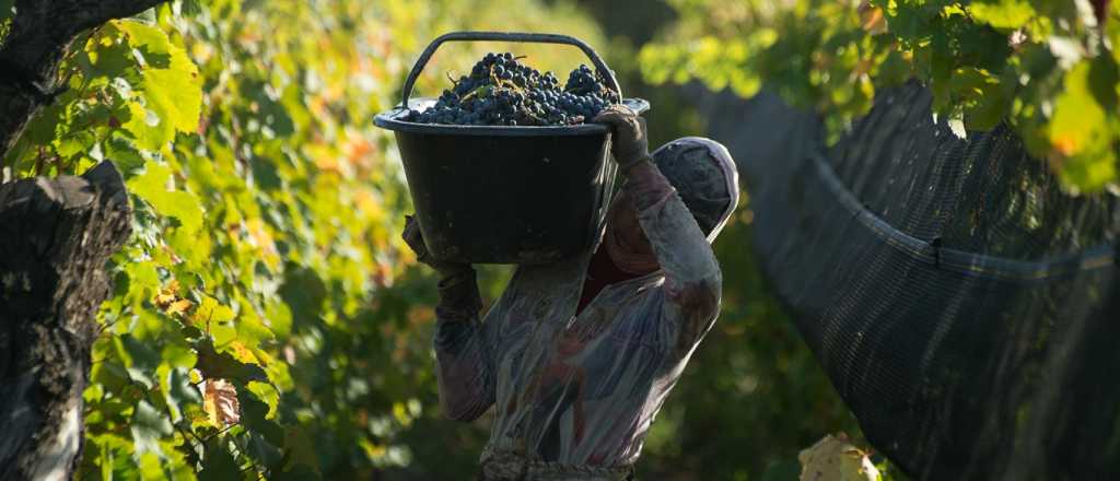 Los trabajadores de viña podrán jubilarse a los 57 años