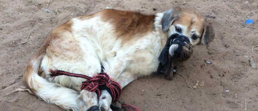 Un perro amordazado y atado con alambre fue abandonado en un baldío 