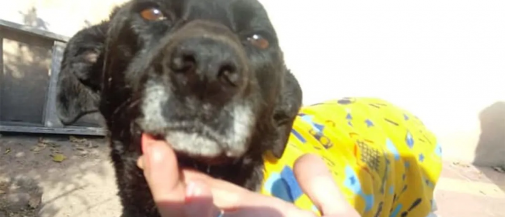 La dieron el alta a la perrita que hab&iacute;a sido despellejada en Cacheuta