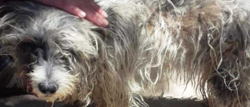 "Pulgoso", el perrito que quisiera Thalía, perdió un ojo y busca hogar 