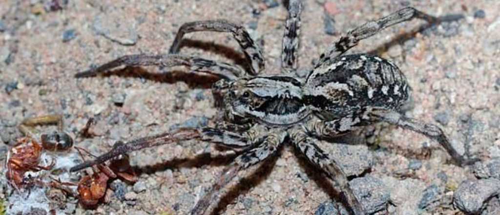 Reapareció la araña que puede comerse hasta los órganos de sus víctimas