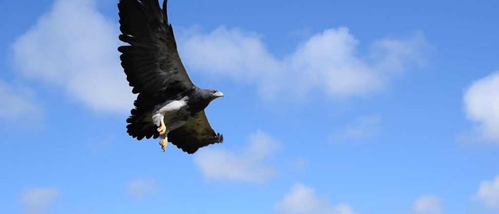 Emotivo video: un águila volvió a volar tras dos años de rehabilitación