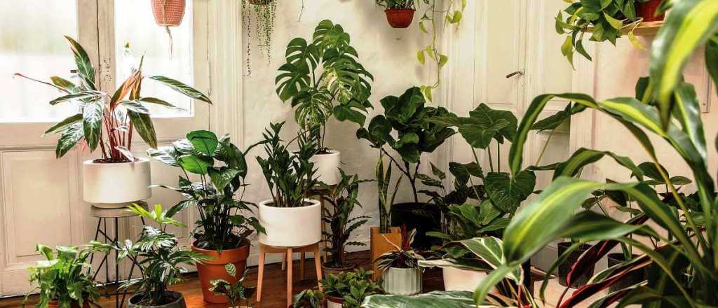 Plantas de interior: cuáles elegir para tu casa
