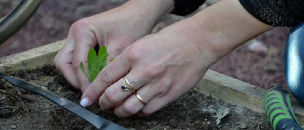 San Mart&iacute;n entrega semillas a los vecinos