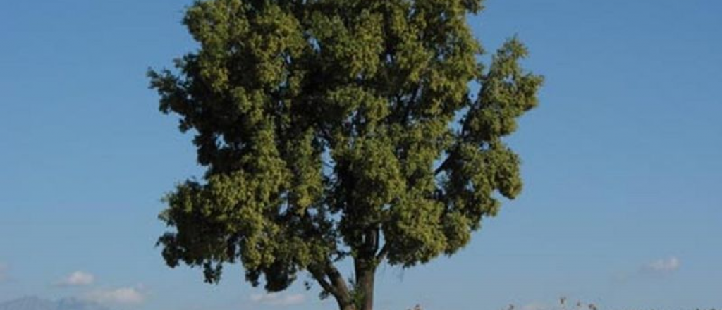 El árbol mapuche que sería clave contra la pandemia