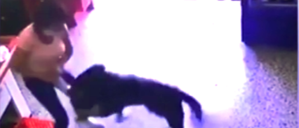 Video: un nene quiso jugar con un perro pero la mordi&oacute; en la cara