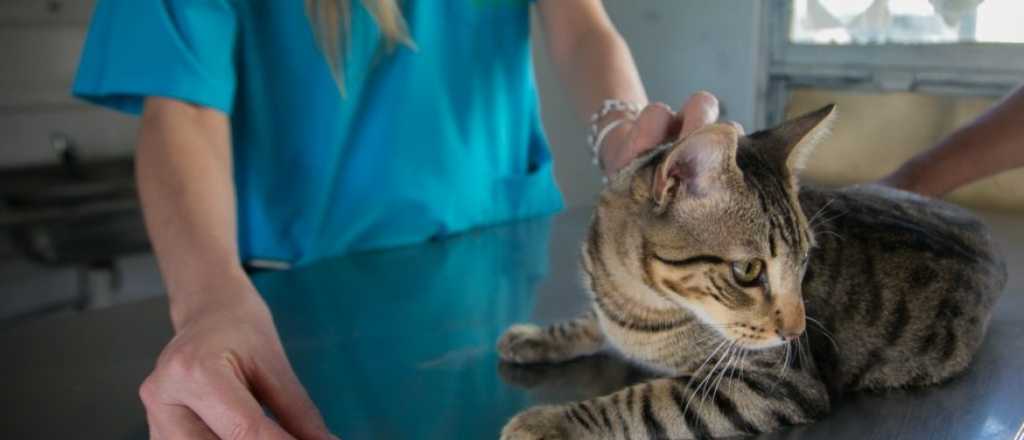 La Veterinaria de Ciudad con nueva modalidad para solicitar turnos