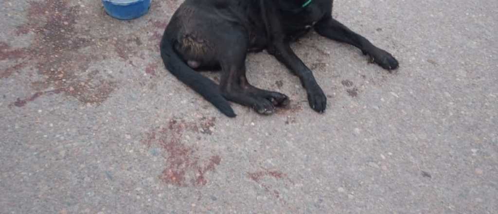Maltrato animal en Tunuyán: ató a su perro y lo arrastró con el auto