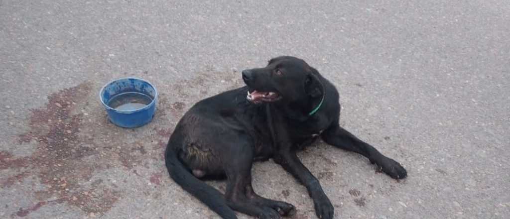 Maltrato animal: le sacaron el perro a la mujer que lo arrastró con su auto