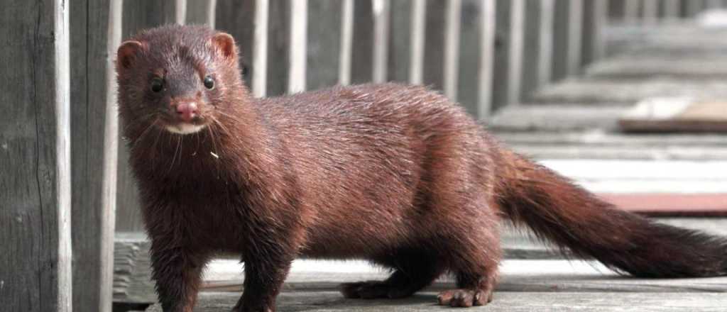 Francia tambi&eacute;n orden&oacute; la matanza de visones porque transmiten el Covid-19