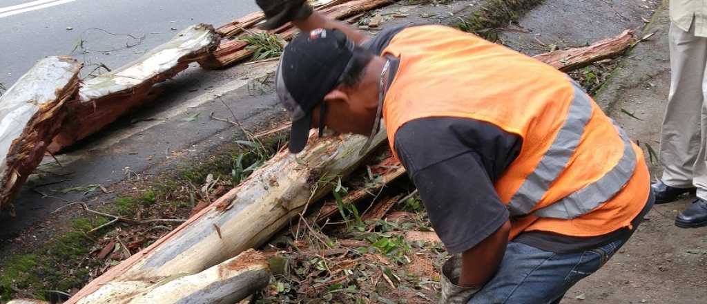Por la falta de gas, talan &aacute;rboles para cocinar en Venezuela