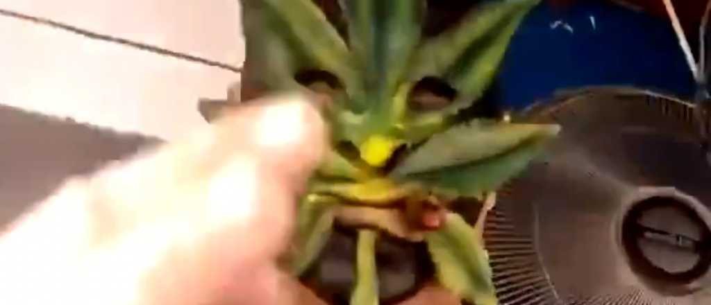 El video de Berni celebrando que cayó el "Cara de Cannabis"