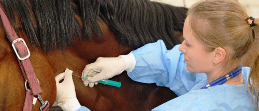 Argentina autorizó el suero equino para el tratamiento de coronavirus