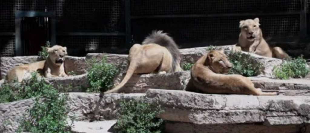 Cuatro leones del zoológico de Barcelona dieron positivo