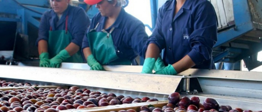 Iscamen inscribe a productores para exportar frutas de pepita a Brasil