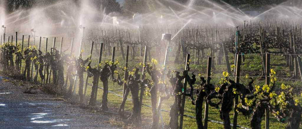La Coviar, el BID y un millonario acuerdo para zonas vitivinícolas