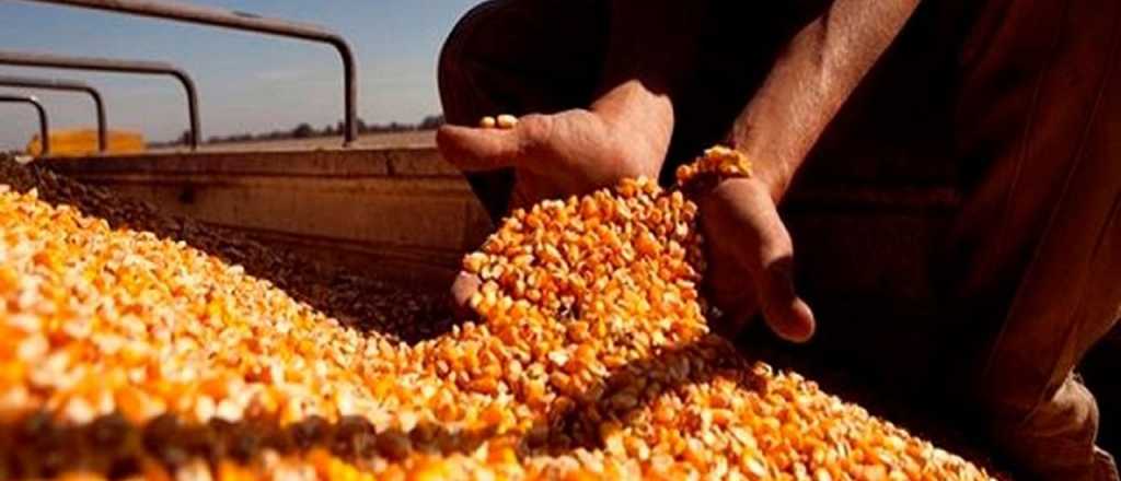 El Gobierno suspendió la exportación de maíz temporalmente