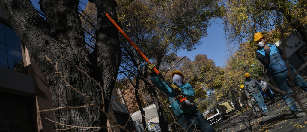 Ciudad avanza con el mantenimiento del arbolado p&uacute;blico