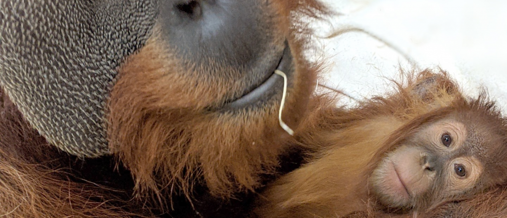 ¿Deconstruido? Orangután macho se hace cargo de su cría