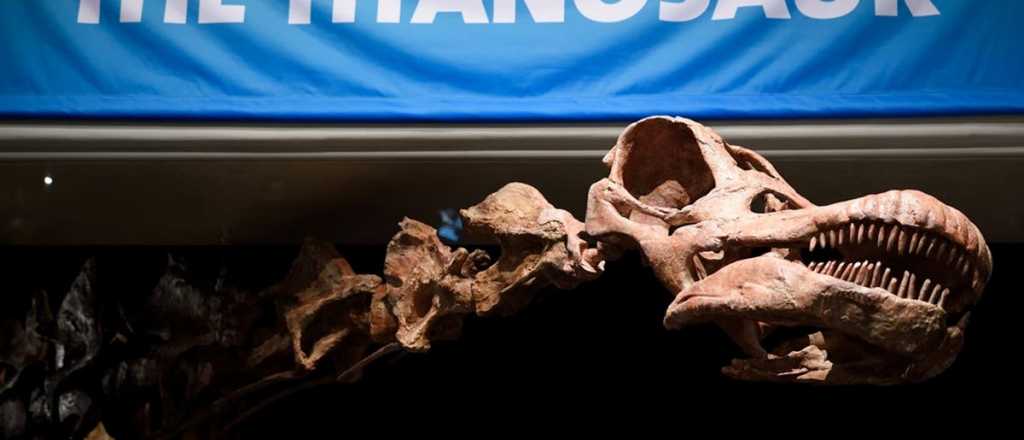 Un titanosaurio argentino podría ser el más grande de la historia