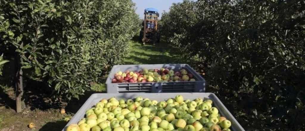 Beneficios impositivos para productores de peras y manzanas