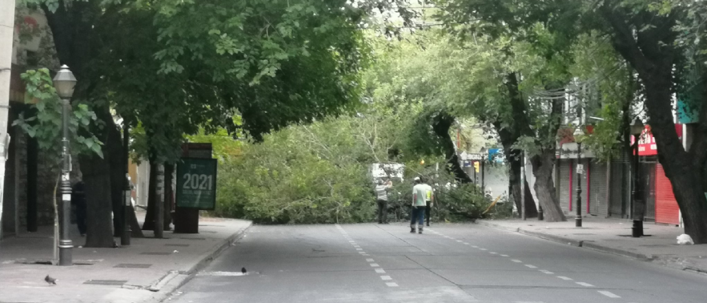 Hubo caos vehicular por un árbol caído en la calle Patricias Mendocinas