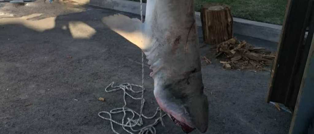 Preocupa la pesca de tiburones en Punta del Este