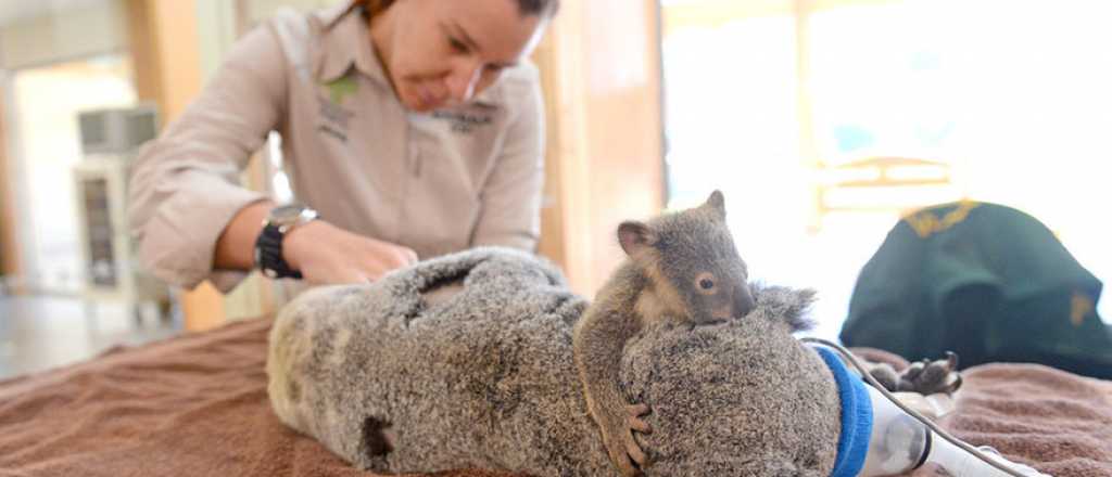 Puro amor: el bebé koala que abraza a su madre mientras la operan