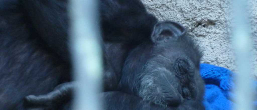 Evalúan el traslado de la chimpancé Cecilia del Zoo de Mendoza