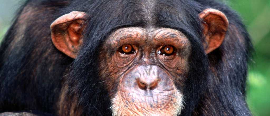 ONG de Espa&ntilde;a pide "urgente" traslado de chimpanc&eacute; del Zoo de Mendoza
