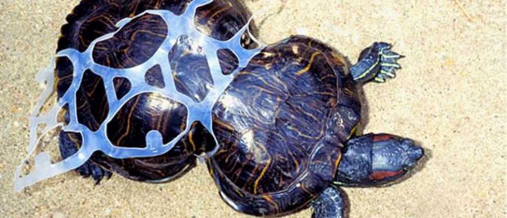 Esta es la historia de la tortuga deformada por la basura