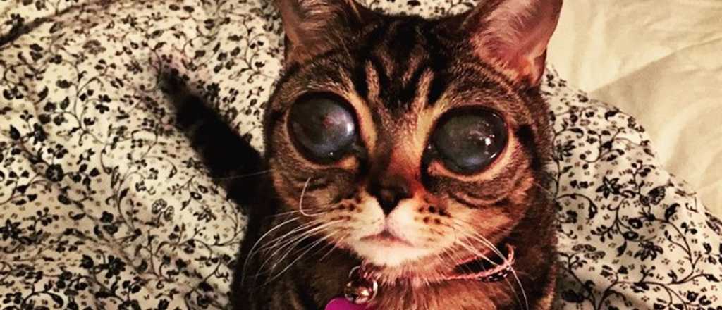 Conocé a Matilda, la gata "alienígena"