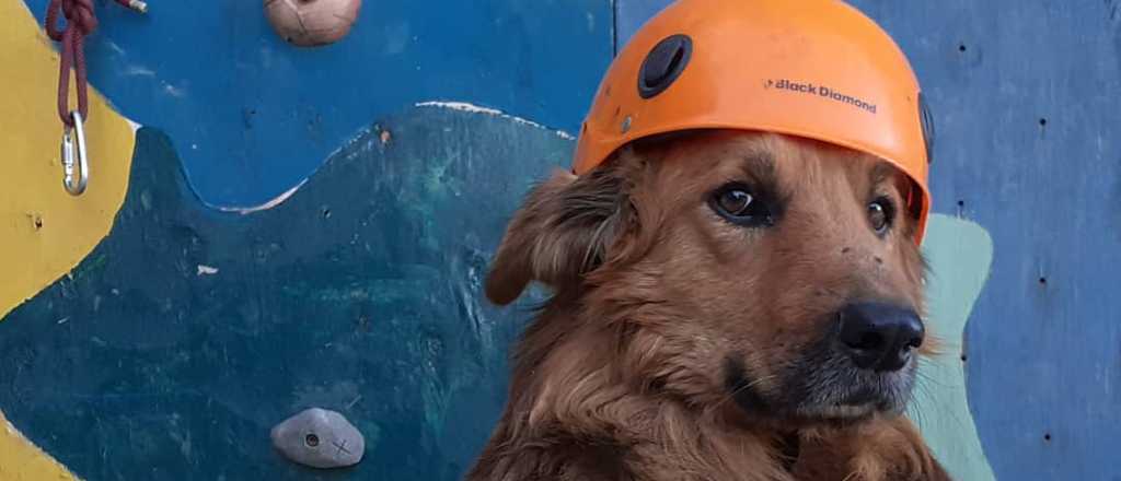 Oro, el perro que escal&oacute; cuatro veces al Aconcagua