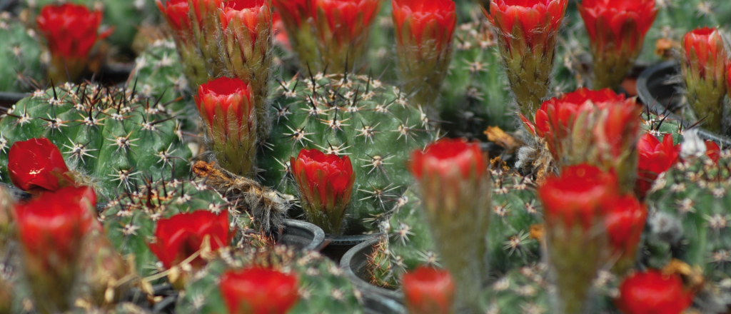 Los 6 tips para cuidar tus cactus y suculentas en verano