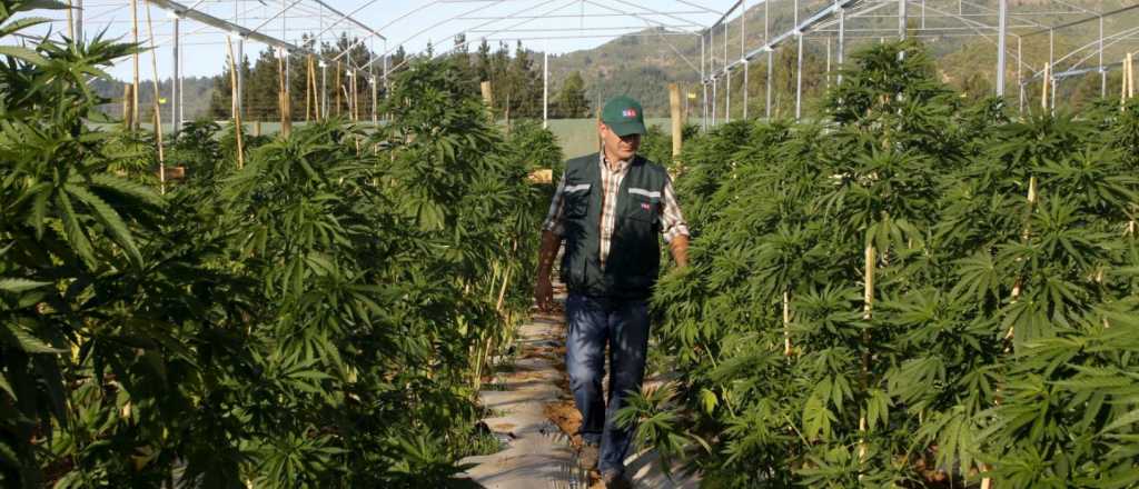 Una firma local hará la primera producción de cannabis
