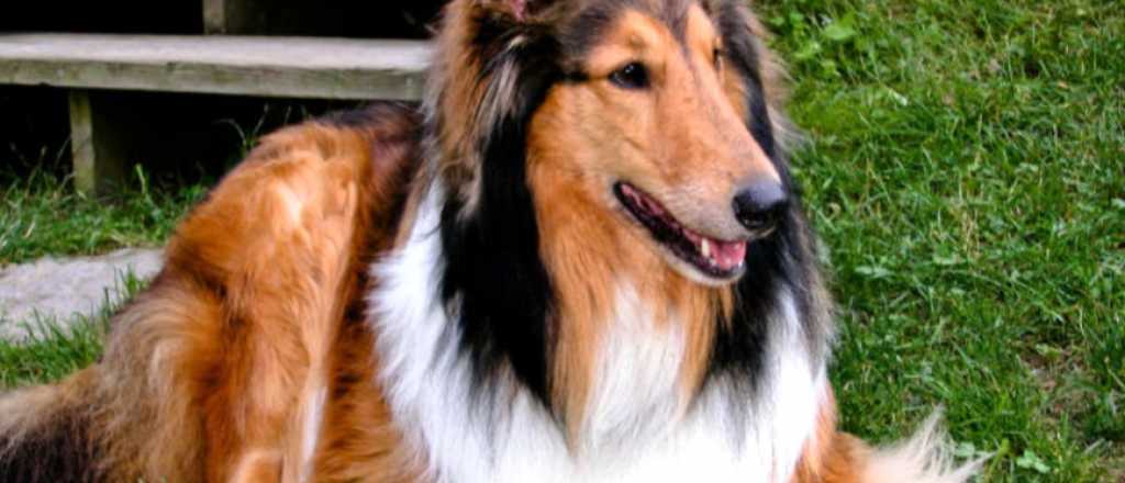 Hermosas razas de perros incre&iacute;blemente peludos