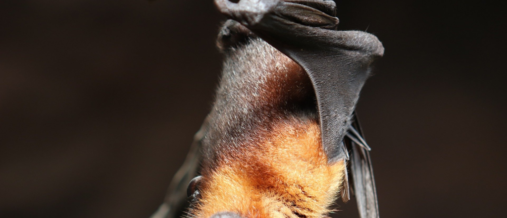 Descubrieron un nuevo coronavirus en murciélagos