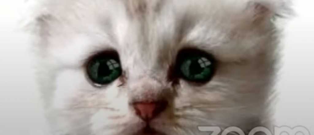 No es un gato: un abogado la pas&oacute; mal con este filtro de Zoom