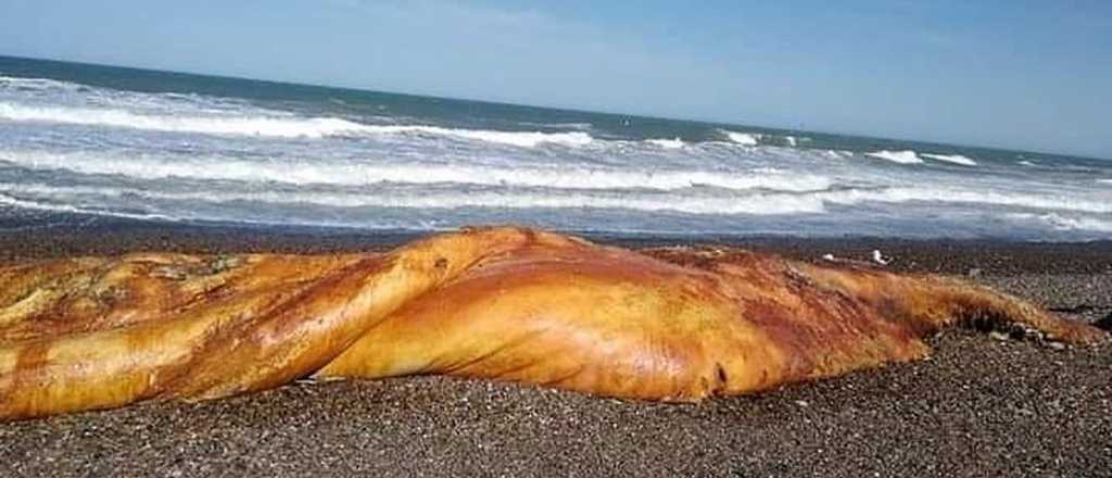 Extraña forma marina alarmó a los patagónicos