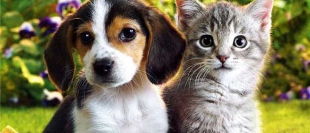 El test más pedido: ¿Sos una persona de perros o de gatos?