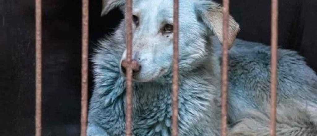 Perros azules: la extraña raza que apareció en Rusia 