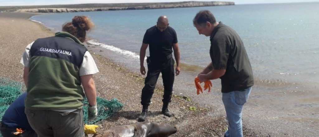 Indignante: pescadores mataron a golpes a un lobo marino