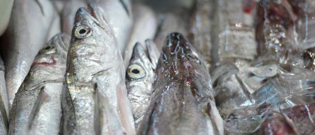 Así se congela pescado y marisco de forma segura