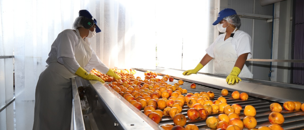 400 mil kilos de pulpa de durazno de San Rafael, exportados a Brasil