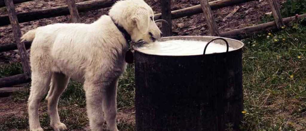 Los 9 alimentos que un perro no debe comer